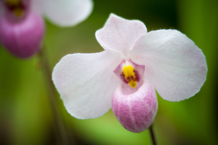Lady's Slipper